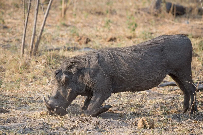 10 Days  Best of Okavango Delta, Chobe and Victoria Falls gallery image
