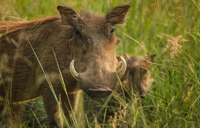 2-Day Wonderful Journey Tarangire & Ngorongoro - Tanzania safari