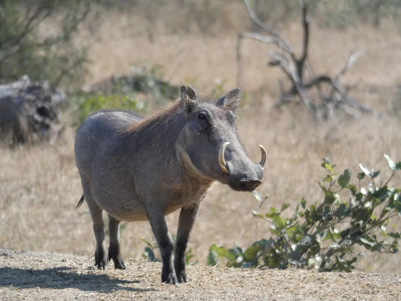 3-Day Awash National Park - Ethiopia gallery image
