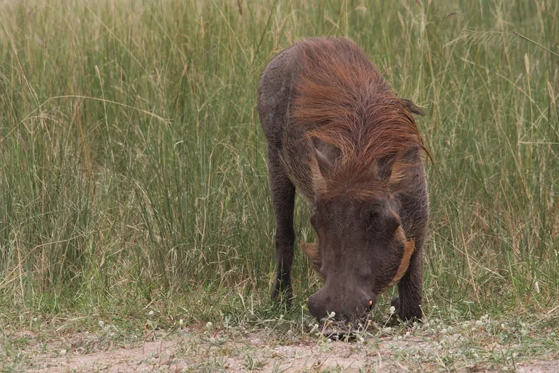 1-Day Mikumi Safari Tour from Zanzibar-Full Game Drive - Tanzania safari gallery image