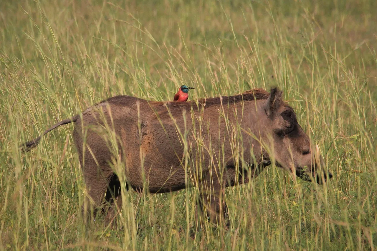 4-Day Affordable Masai Mara Safari - Kenya tours gallery image