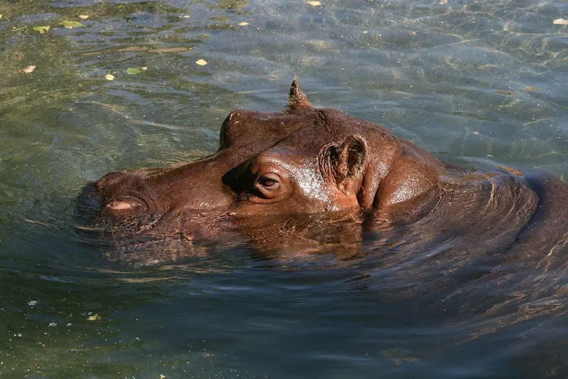 2-Day Ol Pejeta Classic Safari - Kenya tours gallery image