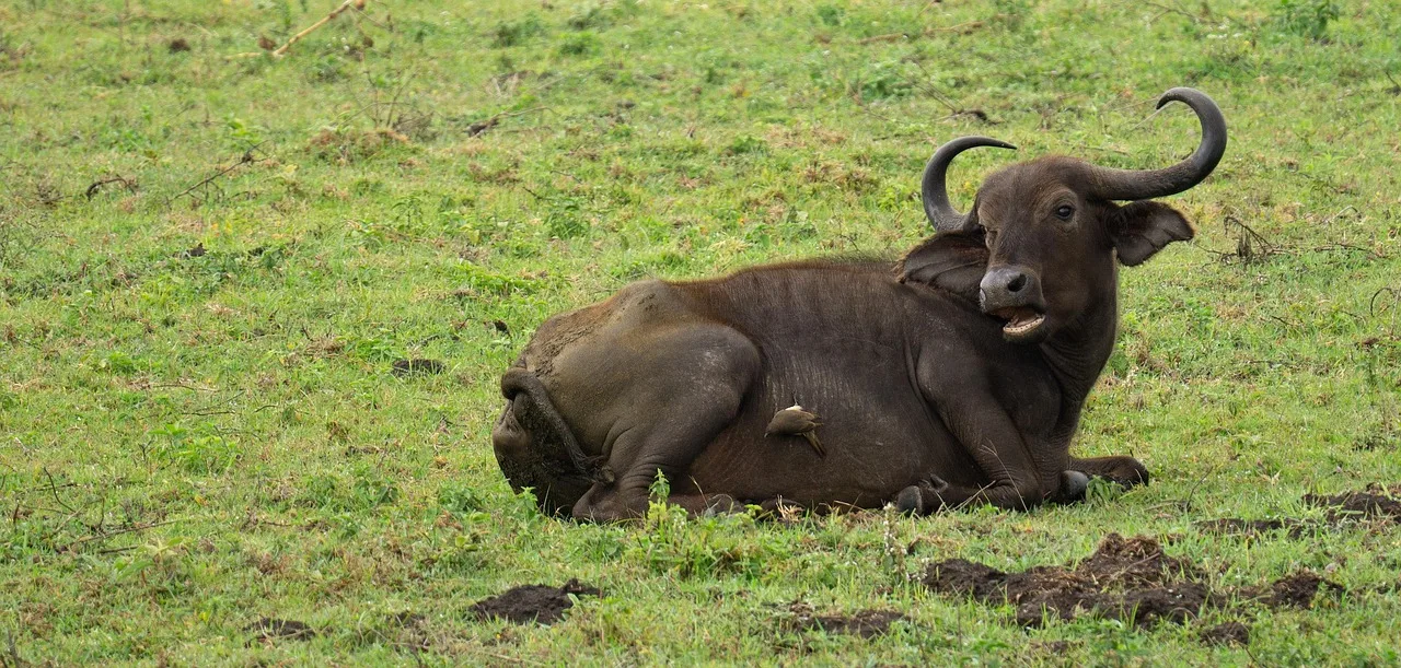 4-Day Luxury Mobile Safari in Khwai gallery image
