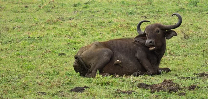 2-Day Chobe Twighlight Safari + River + Bush Camping gallery image