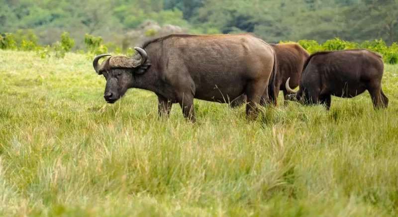 1-Day Day Trip to Mikumi 4x4 Safari from Dar Es Salaam - Tanzania safari