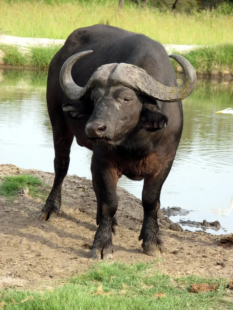 4-Day Unveiling the Pearl of Queen Elizabeth NP-Uganda gallery image