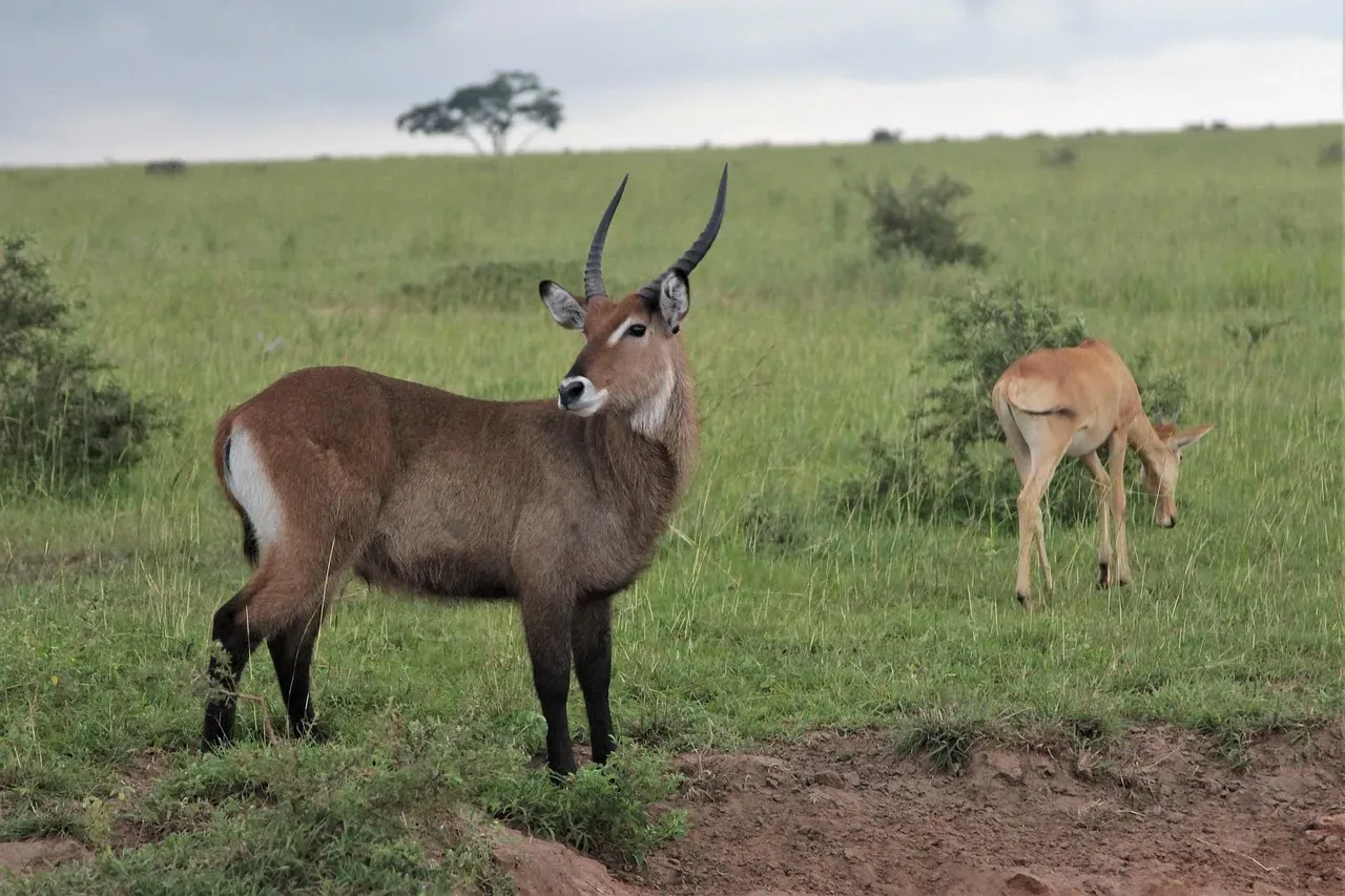 1-Day Nairobi Park, Giraffe Center/ Sheldrick Tour - Keanya safaris hero photo