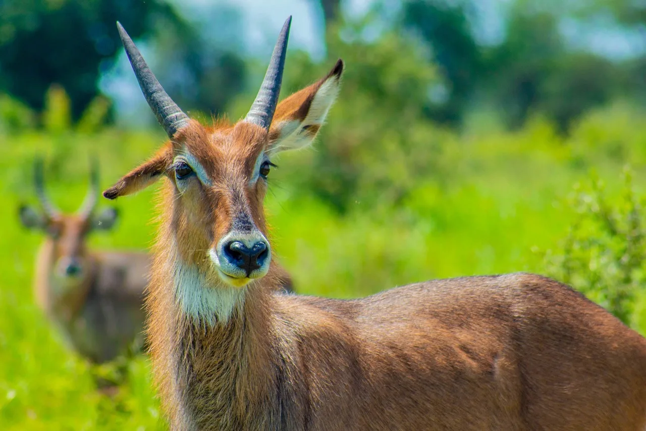 2-Day Adventure of Lions Kingdom of Mara-Jeep 4x4 Tour - Kenya tours gallery image
