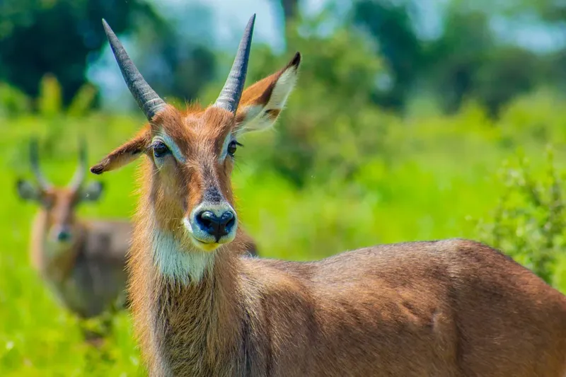 1-Day Nairobi Park, Giraffe Center/ Sheldrick Tour - Keanya safaris gallery image