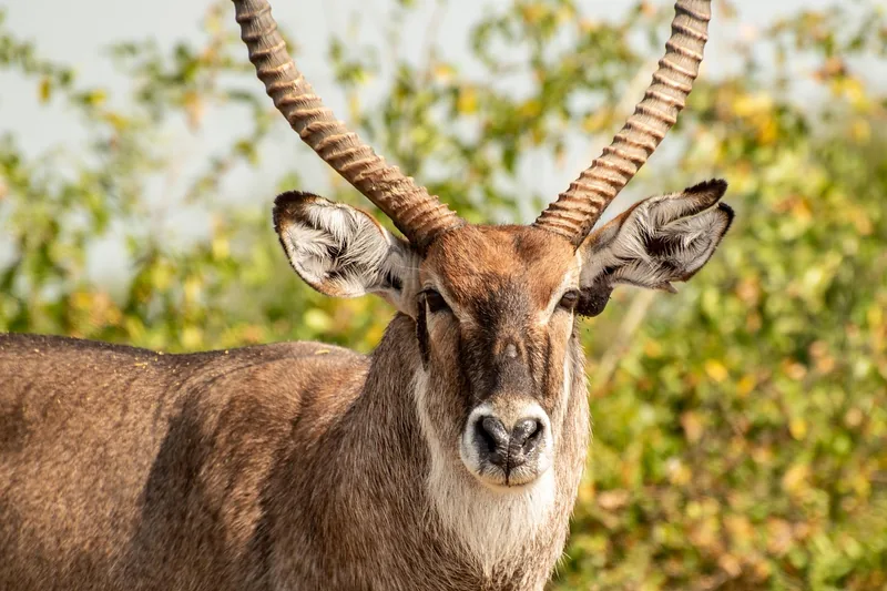 1-Day Saadani Trip from Dar - Tanzania safari