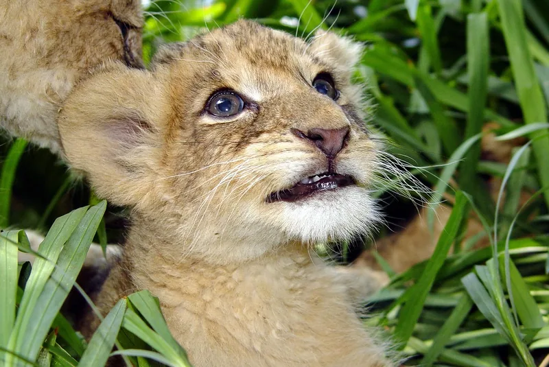 1-Day Zanzibar to Nyerere NP (Selous GR) Flying Package - Tanzania safari