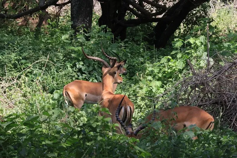 1-Day Budget Private Tour to Lake Manyara National Park gallery image
