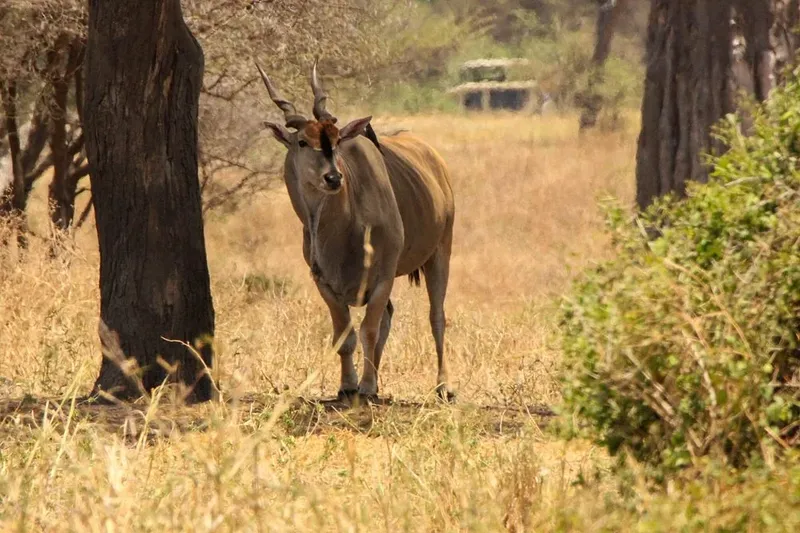 2-Day 1-Night Comfort Safari to Tarangire & Ngorongoro