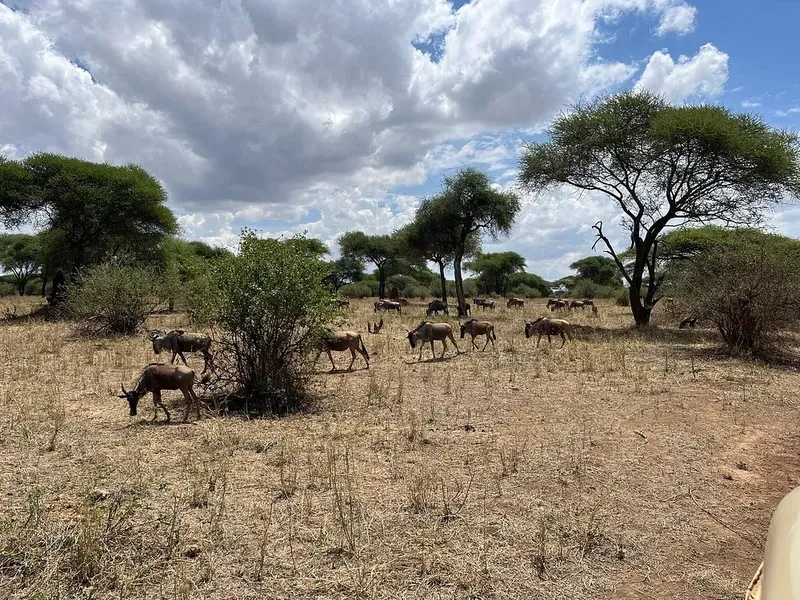 2-Day Camping Safari to Tarangire & Ngorongoro Crater gallery image