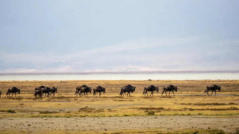 2-Day Special Offer Tarangire & Ngorongoro gallery image