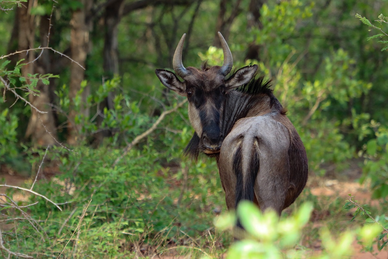 3-Day Safari from Mombasa Tsavo East, Saltlick Lodge - Kenya safaris