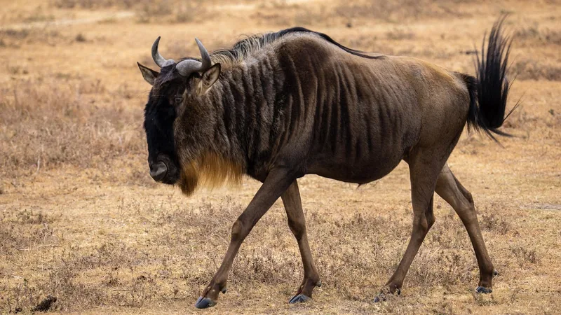 1-Day Saadani National Park Day Trip - Tanzania safari