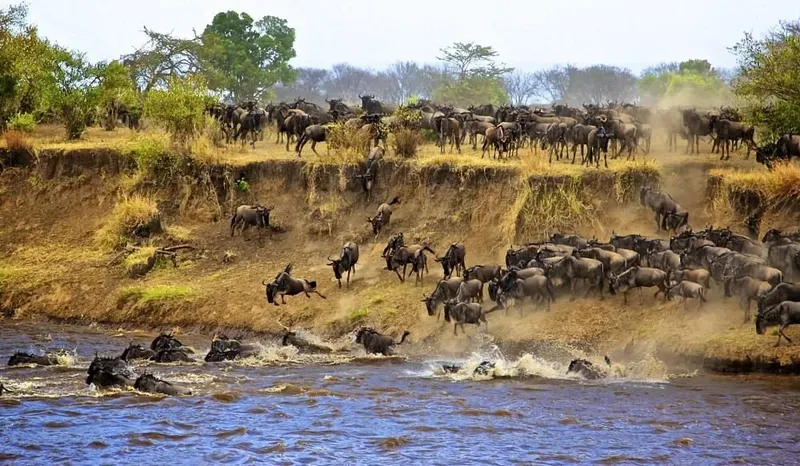 4-Day Fly-In Wildebeest Migration and Big Five Safari Tanzania gallery image
