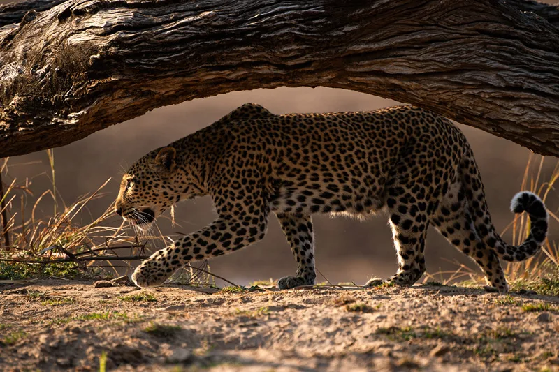 14-Day Zambezi and Luangwa Valleys gallery image