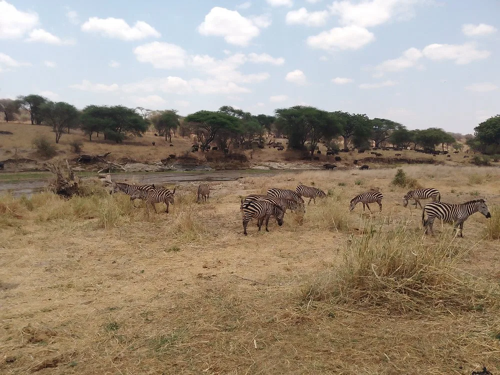 5-Day Luxury Melia Lodge Safari to Tanzania's Best Parks - Tanzania safari gallery image