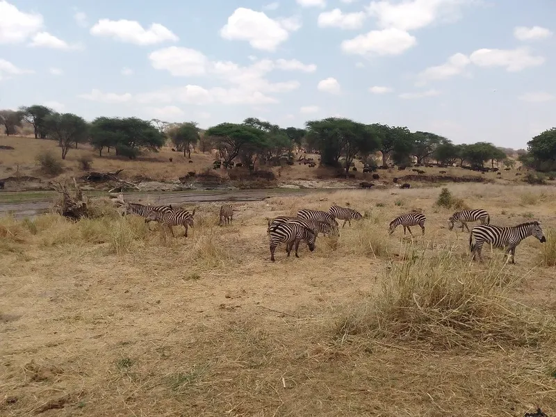 5-Day Luxury Melia Lodge Safari to Tanzania's Best Parks - Tanzania safari