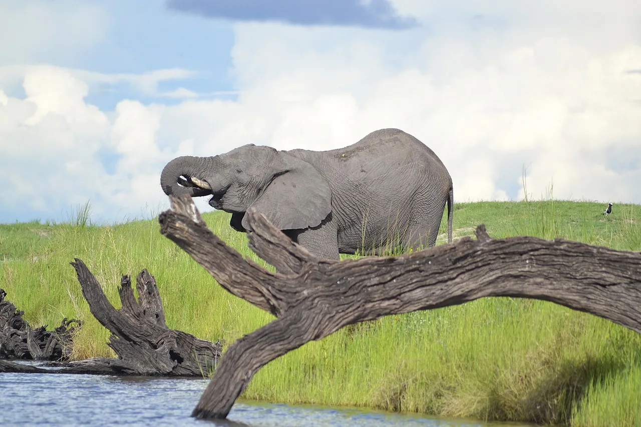  9 Days  Ultimate Wildlife Adventure hero photo
