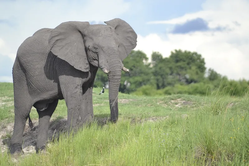 10 Days Okavango Delta, Chobe NP and Victoria Falls Safari gallery image