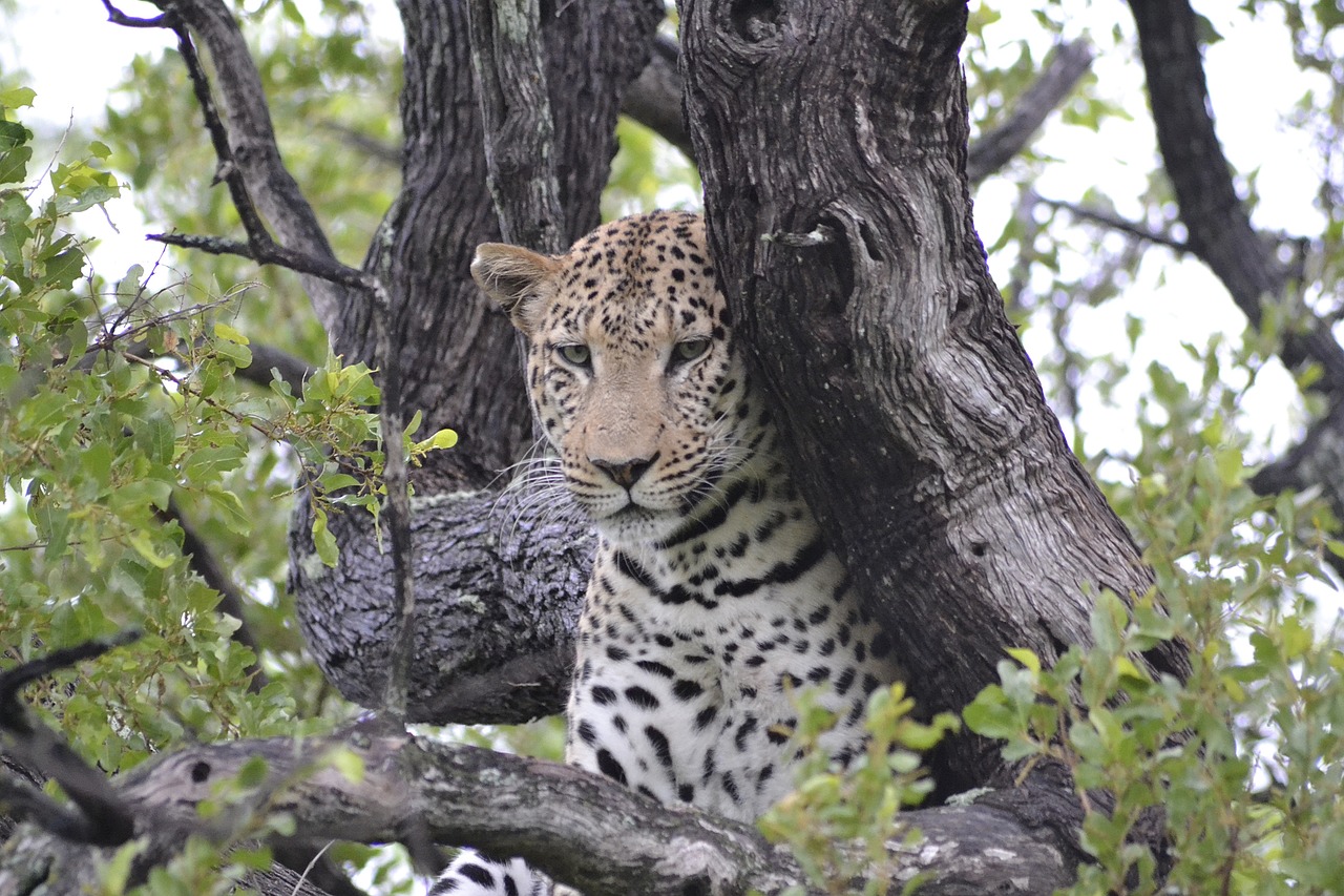 10 Days  Delta & Chobe Luxury Safari - 3 Free Nights gallery image