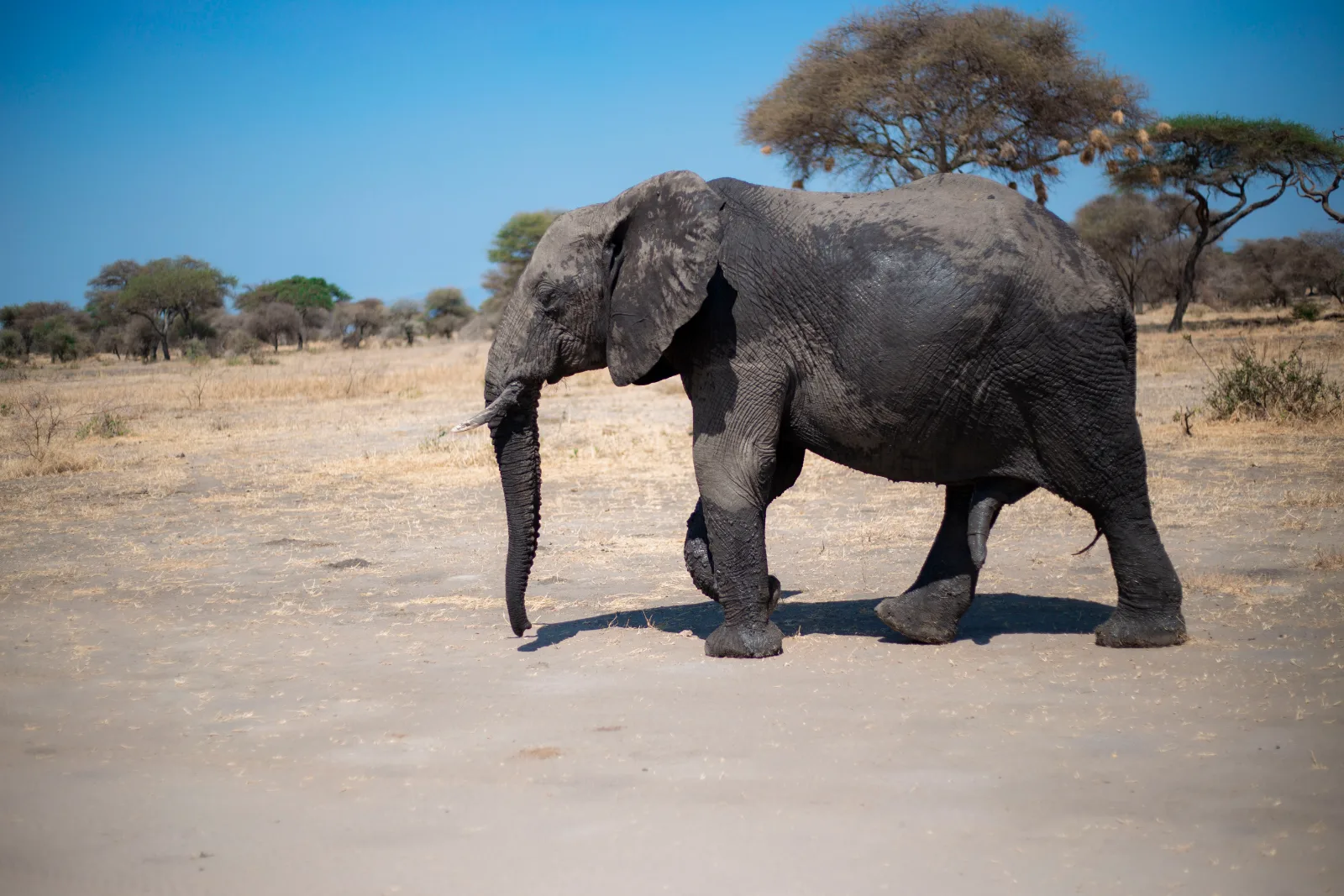 ½-Day Rhino Trekking Experience and Safari Game Drive gallery image