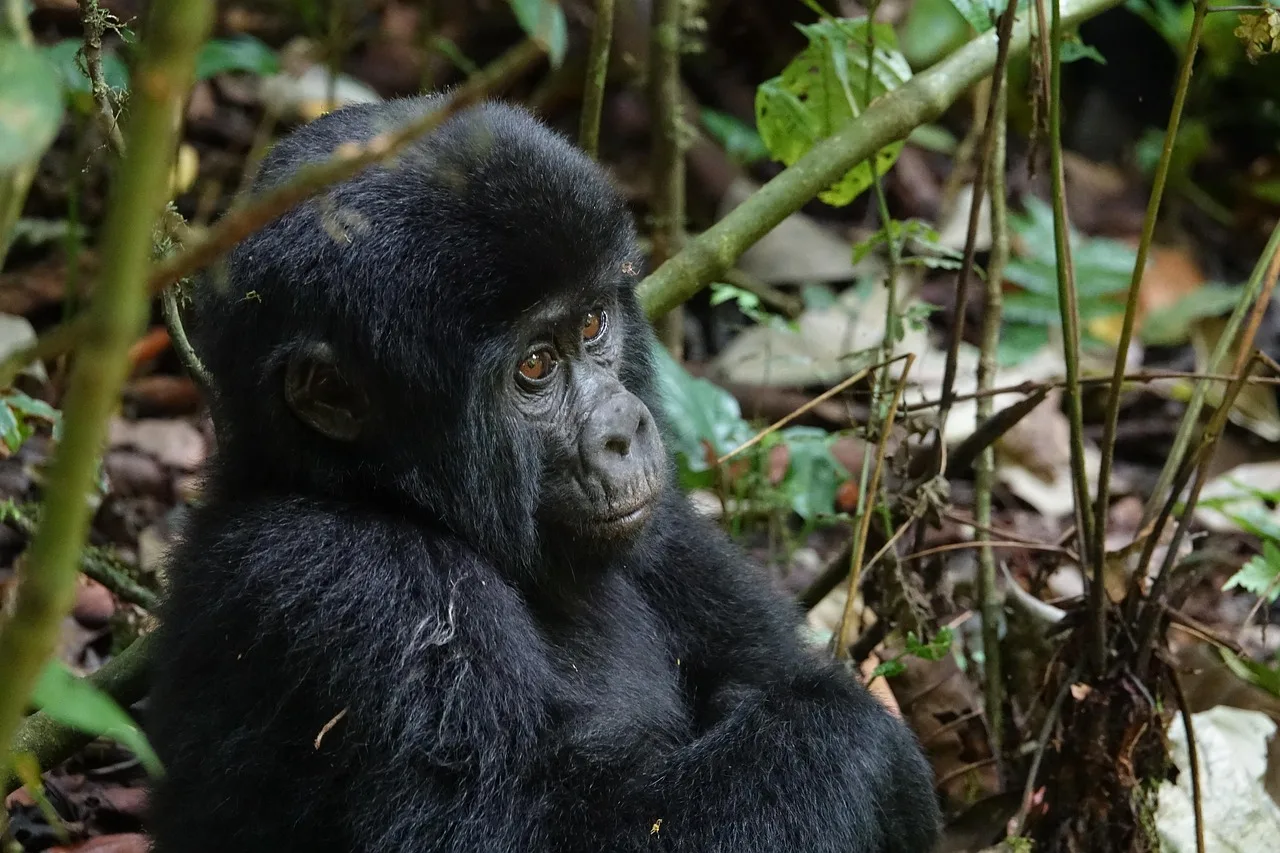3-Day Exciting Queen Elizabeth National Park Safari - Uganda gallery image