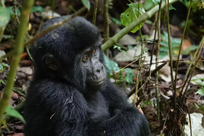 14-Day Ugandan Wildlife & Culture Safari-Uganda