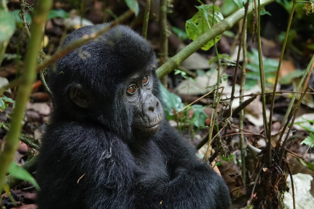 1-Day Gorilla Trekking Tour Experience - Rwanda safari gallery image