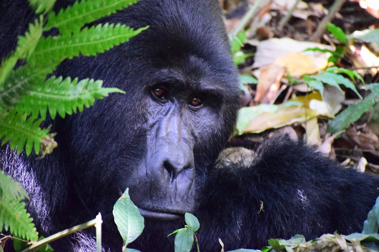 3-Day Murchison Falls Wildlife Trip-Uganda gallery image