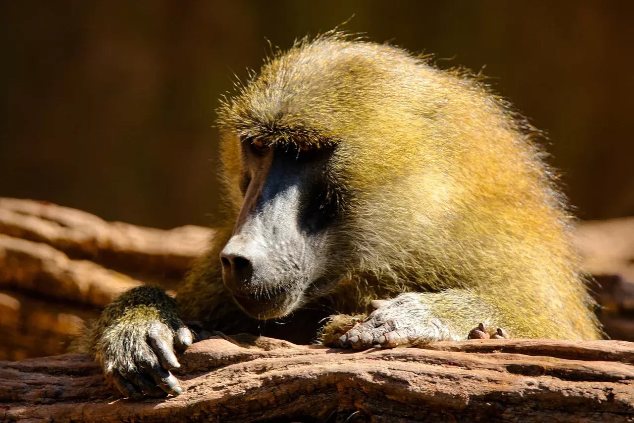 10-Day North Ethiopia Tour Including Simien Mountain hero photo