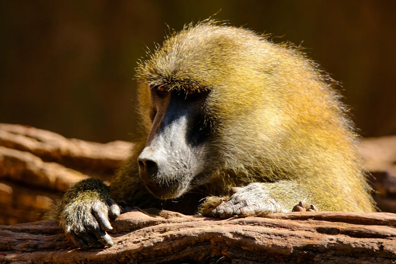 10-Day Short Classic Tour to Ethiopia's Highlights gallery image