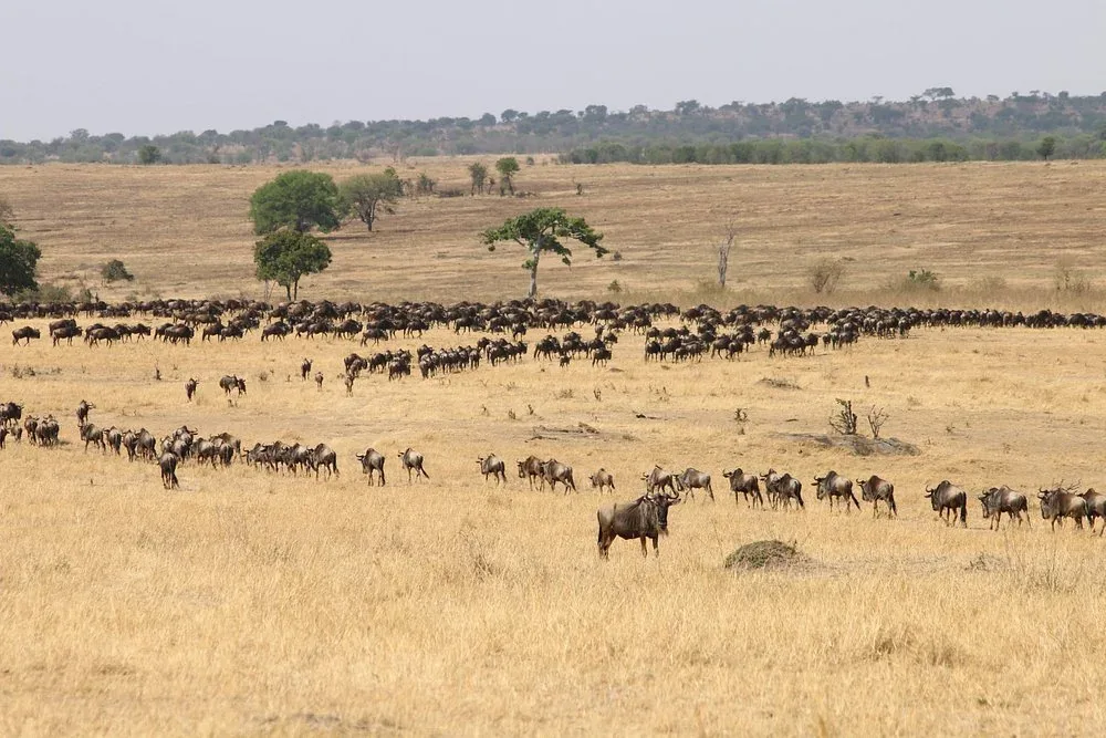 3-Day Ndutu Great Migration Fly-In Safari from Zanzibar hero photo