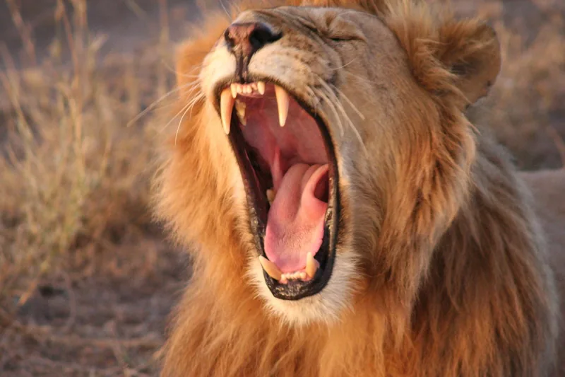 1-Day Trip to Mikumi National Park from Dar Es Salaam - Tanzania safari