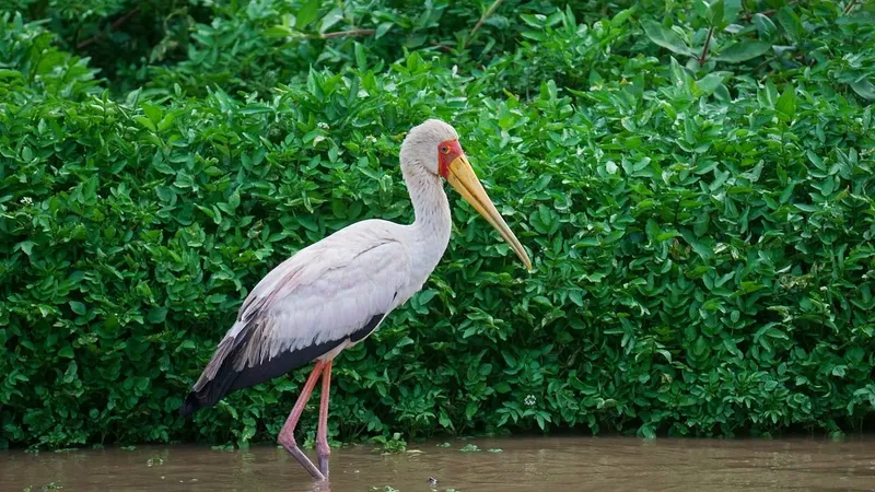 1-Day Nyerere National Park-Fly in and Out - Tanzania safari