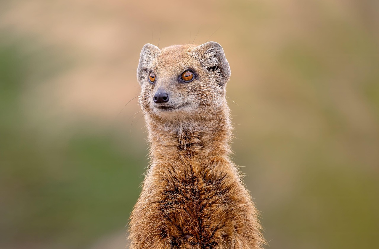 1-Day Trip Remarkable Tarangire National Park Experience gallery image