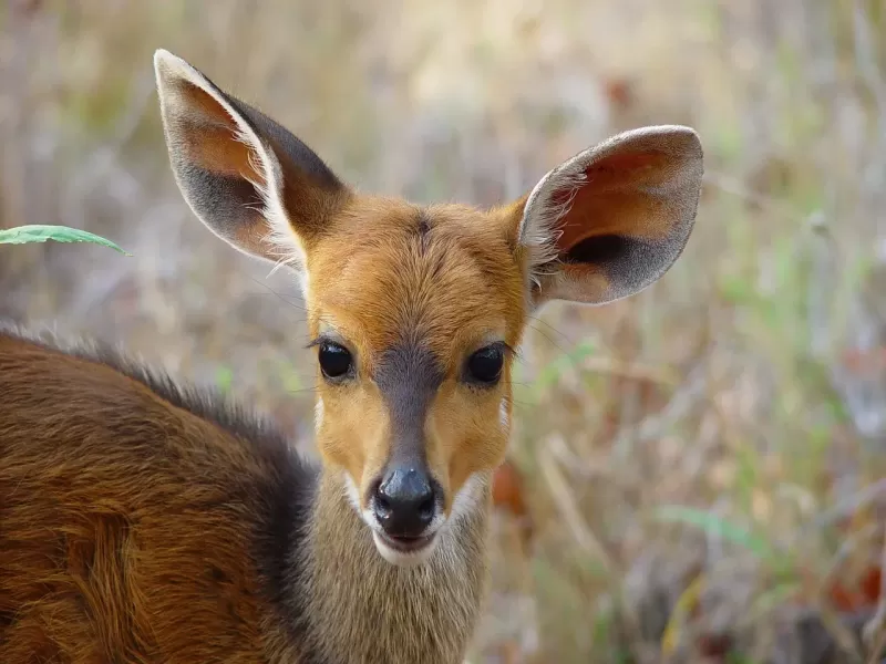 9-Day Ethiopian Expedition Wildlife Photography Tour gallery image