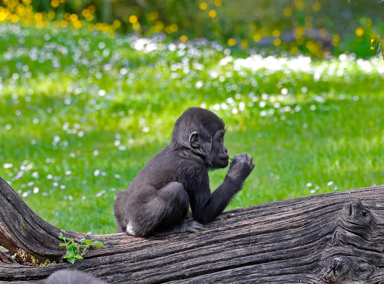 7-Day Bugdet Tour in Uganda-uganda gallery image