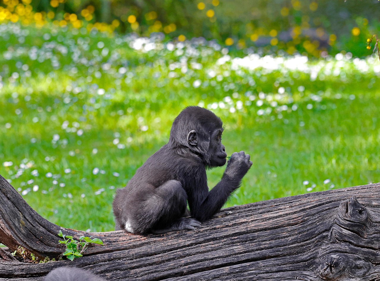 10-Day Big Five, Gorilla, Chimp Trek and White Water Raft