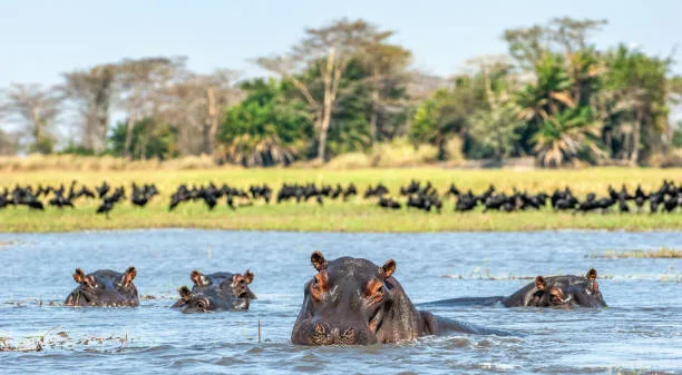 ½-Day Devils Pool Adventure from Vic Falls gallery image