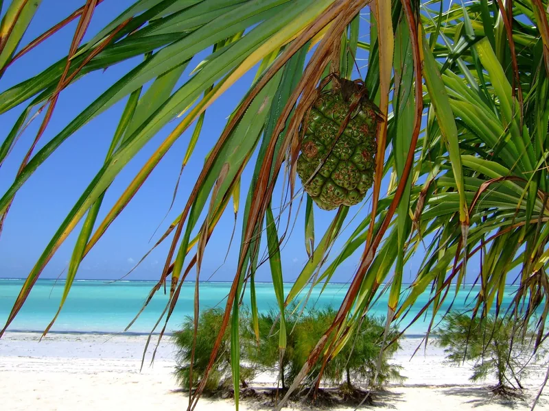 3-Day Flight Package Zanzibar to Nyerere/Selous Private - Tanzania safari