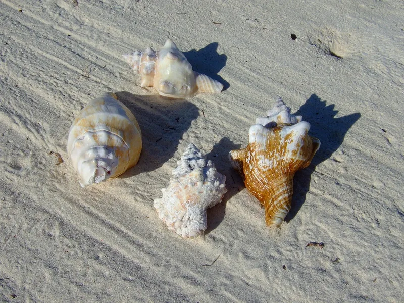 5-Day Zanzibar Beach Retreat - Tanzania safari gallery image