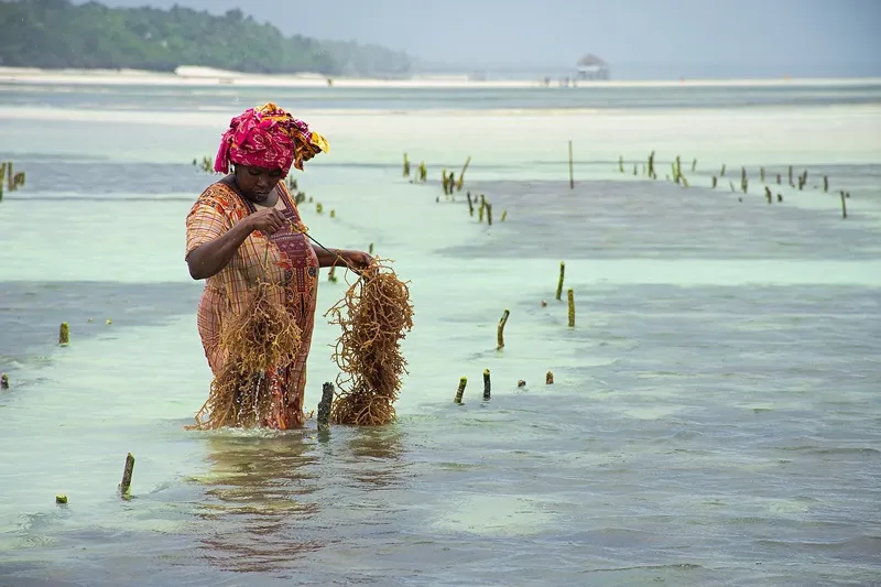 Ultimate The Beauty of 16-Days The Best Taste of Wildlife Culture in Jozani Forest  and Beach gallery image