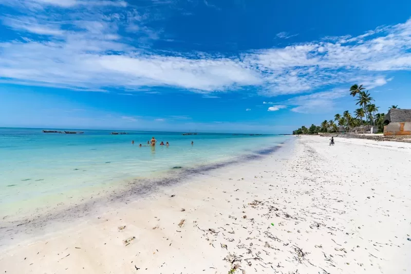 1-Day Mikumi National Park Experience from Zanzibar - Tanzania safari
