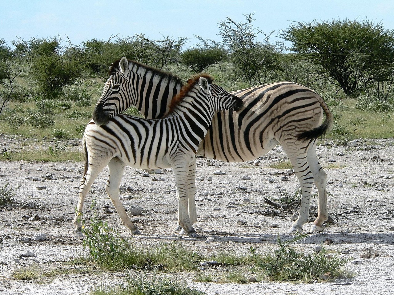 2-Day Luxury Safari to Tarangire and Ngorongoro Crater - Tanzania safari gallery image