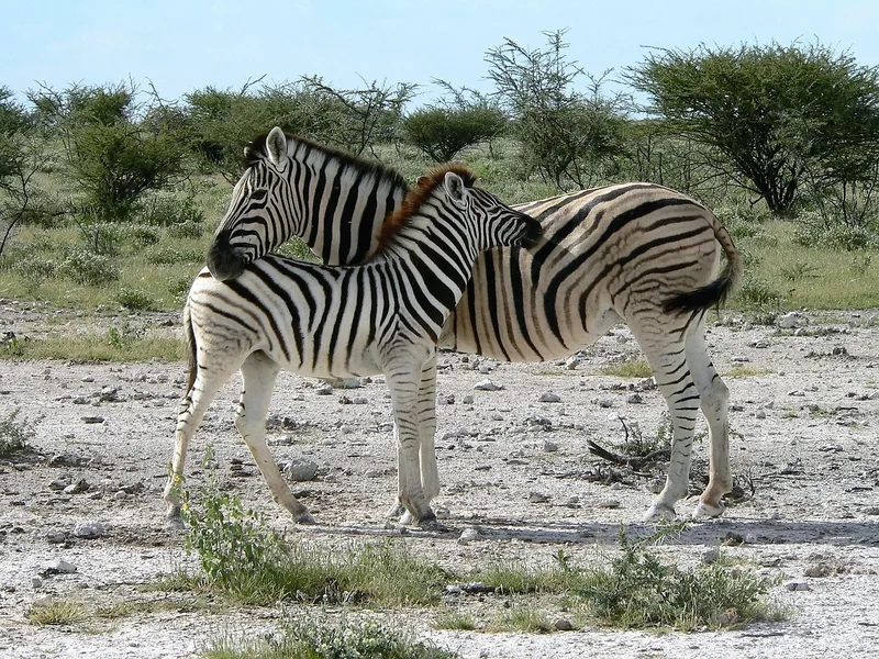 2-Day Luxury Safari to Tarangire and Ngorongoro Crater - Tanzania safari