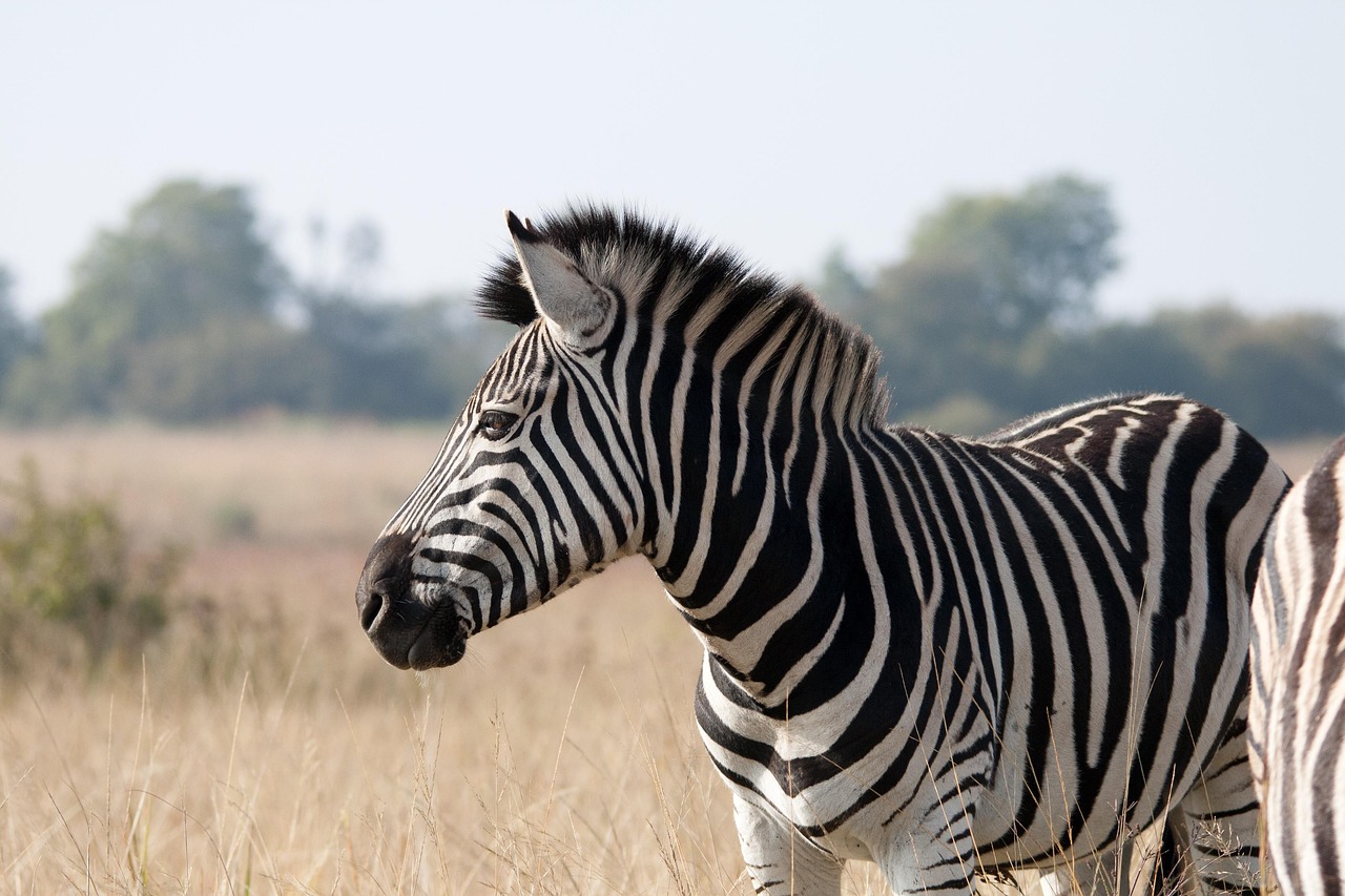 1-Day  Arusha National Park impressive tour